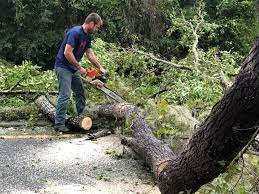 Best Root Management and Removal  in Brigantine, NJ