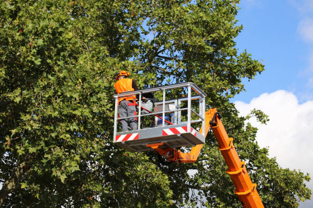 Best Leaf Removal  in Brigantine, NJ