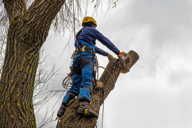 How Our Tree Care Process Works  in  Brigantine, NJ