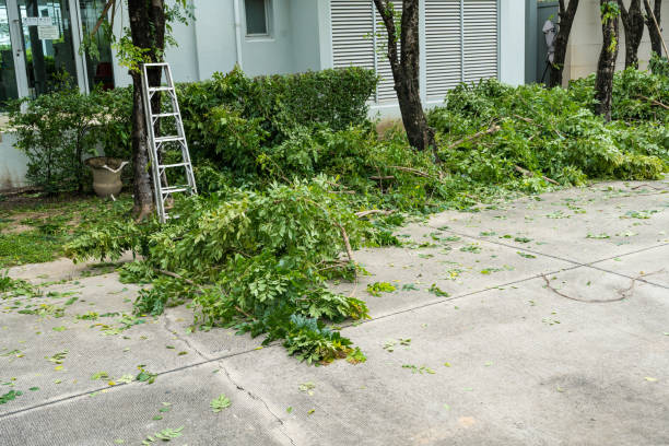 Best Palm Tree Trimming  in Brigantine, NJ