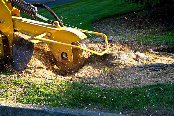 Best Utility Line Clearance  in Brigantine, NJ